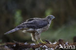 Goshawk (Accipiter gentilis)