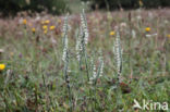 Herfstschroeforchis (Spiranthes spiralis)