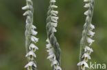 Herfstschroeforchis (Spiranthes spiralis)