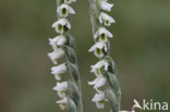 Herfstschroeforchis (Spiranthes spiralis)