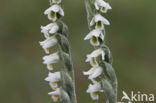 Herfstschroeforchis (Spiranthes spiralis)