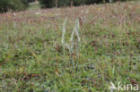 Herfstschroeforchis (Spiranthes spiralis)