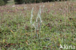 Herfstschroeforchis (Spiranthes spiralis)