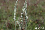 Herfstschroeforchis (Spiranthes spiralis)