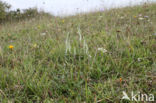 Herfstschroeforchis (Spiranthes spiralis)