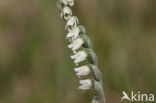 Herfstschroeforchis (Spiranthes spiralis)