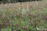 Herfstschroeforchis (Spiranthes spiralis)