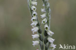 Herfstschroeforchis (Spiranthes spiralis)