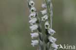 Herfstschroeforchis (Spiranthes spiralis)