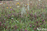 Herfstschroeforchis (Spiranthes spiralis)