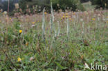 Herfstschroeforchis (Spiranthes spiralis)