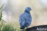 Stock Dove (Columba oenas)