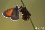 Hooibeestje (Coenonympha pamphilus)