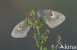 Hooibeestje (Coenonympha pamphilus)