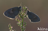 Hooibeestje (Coenonympha pamphilus)