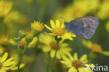 Hooibeestje (Coenonympha pamphilus)