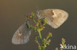 Hooibeestje (Coenonympha pamphilus)