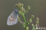 Hooibeestje (Coenonympha pamphilus)