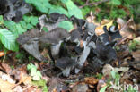 Black Trumpet (Craterellus cornucopioides)