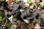 Black Trumpet (Craterellus cornucopioides)