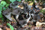 Black Trumpet (Craterellus cornucopioides)