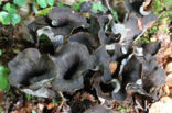 Black Trumpet (Craterellus cornucopioides)