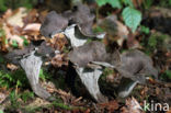 Black Trumpet (Craterellus cornucopioides)