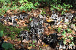 Black Trumpet (Craterellus cornucopioides)