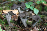 Black Trumpet (Craterellus cornucopioides)