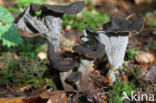 Black Trumpet (Craterellus cornucopioides)