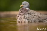 Houtduif (Columba palumbus)