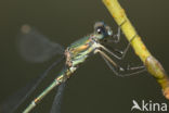 Green Emerald Damselfly (Lestes viridis)