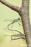 Houtpantserjuffer (Lestes viridis)