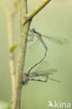 Green Emerald Damselfly (Lestes viridis)