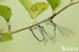 Green Emerald Damselfly (Lestes viridis)