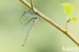 Green Emerald Damselfly (Lestes viridis)