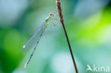 Green Emerald Damselfly (Lestes viridis)
