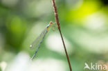 Green Emerald Damselfly (Lestes viridis)