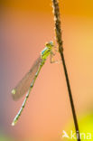 Green Emerald Damselfly (Lestes viridis)