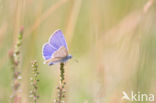 Icarusblauwtje (Polyommatus icarus)