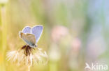 Icarusblauwtje (Polyommatus icarus)