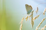 Icarusblauwtje (Polyommatus icarus)