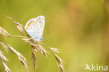 Icarusblauwtje (Polyommatus icarus)