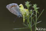 Common Blue (Polyommatus icarus)