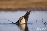 Long-tailed Duck