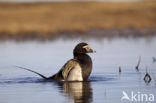 IJseend (Clangula hyemalis)