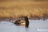 Long-tailed Duck