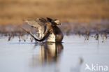 Long-tailed Duck
