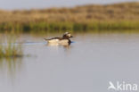 Long-tailed Duck