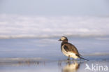 Long-tailed Duck